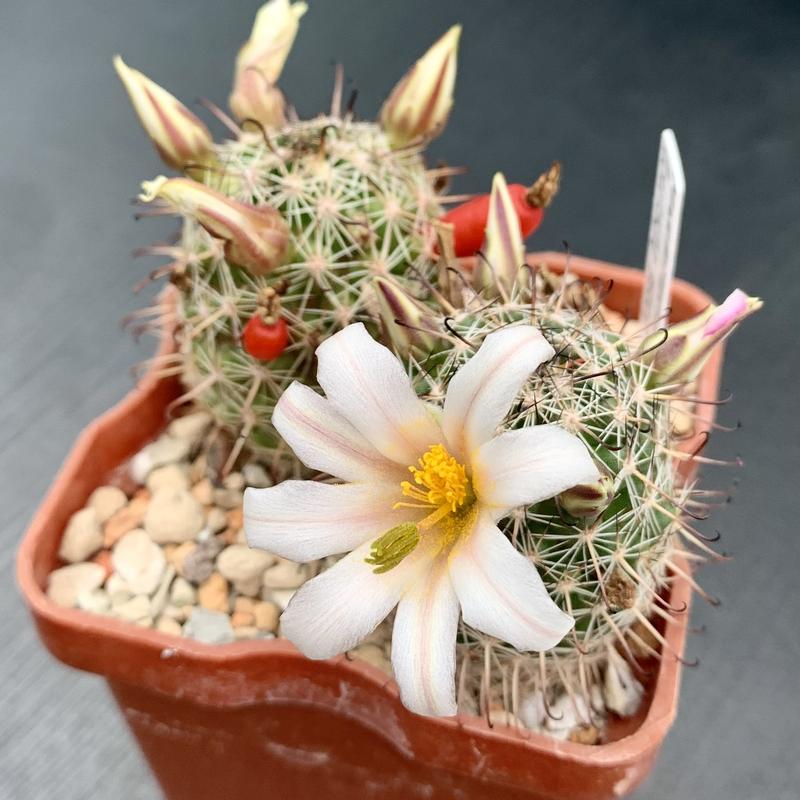 Mammillaria louisae Mexic, Baja California (Guerrero Negro)  PS 107 10