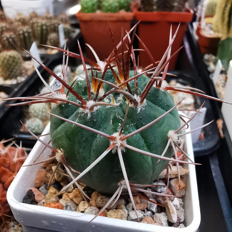 Gymnocalycium accorugatum DD 71 45