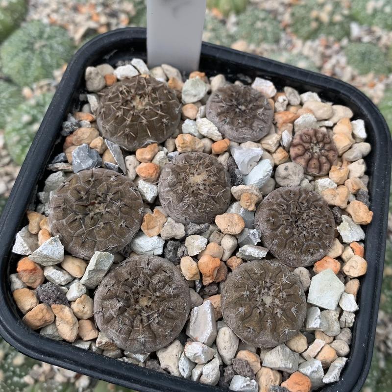 Gymnocalycium platygonum RS 2667 20