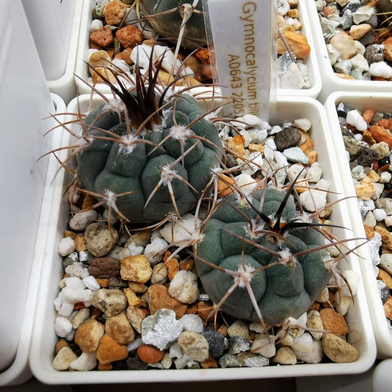 Gymnocalycium tillianum SGB A0643 20