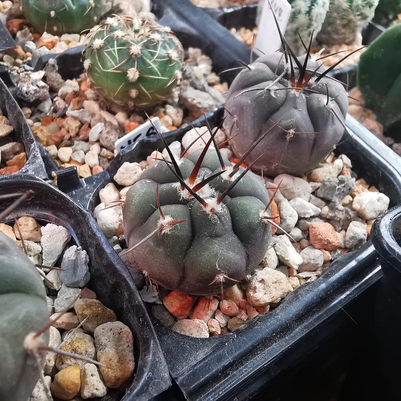 san pedro kaktus bestellen San Pedro Cactus for Sale | Trichocereus Pachanoi