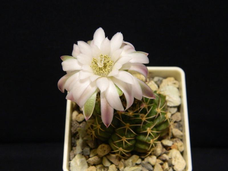 Gymnocalycium gaponii